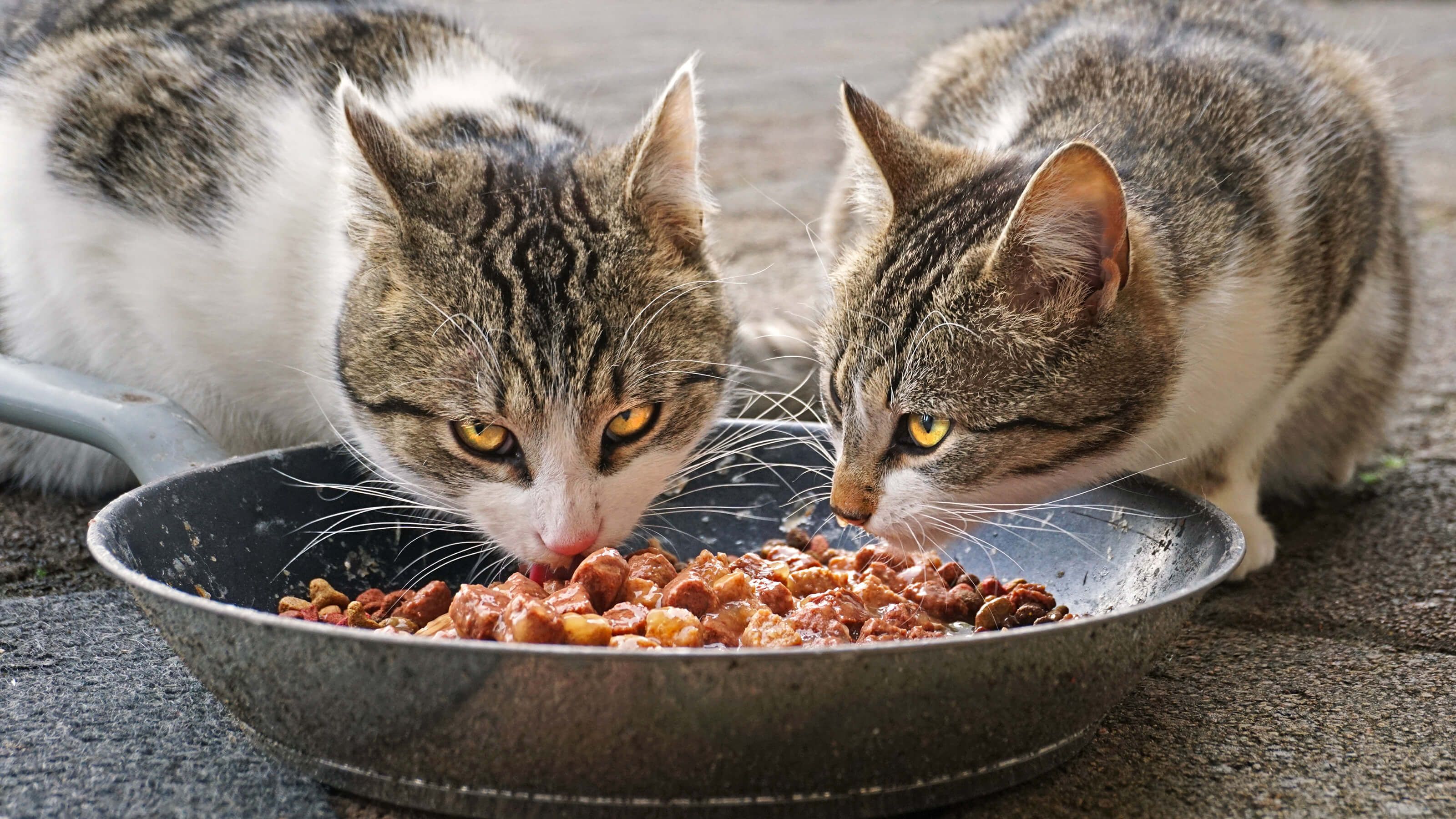 Можно ли кошкам сырое. Кошка кушает. Еда для кошек. Котенок кушает. Кормежка для кошки.